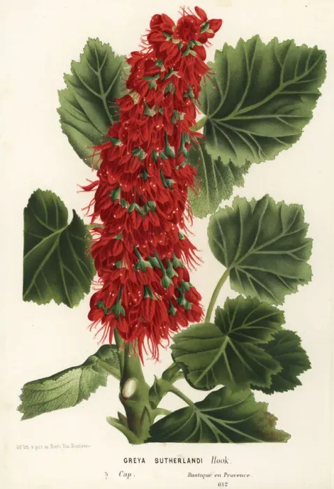 Framed Print : Natal bottlebrush, Greyia sutherlandii