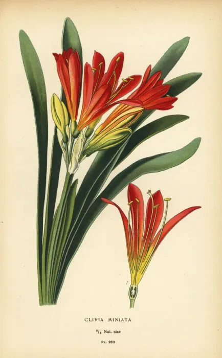 Framed Print : Natal lily, Clivia miniata Framed Print : Natal lily, Clivia miniata