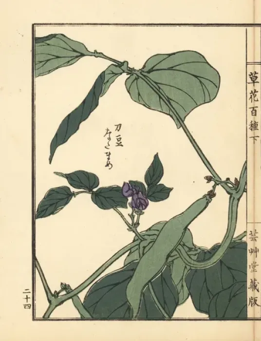 Framed Print : Natamame or sword bean, Canavalia gladiata Framed Print : Natamame or sword bean, Canavalia gladiata