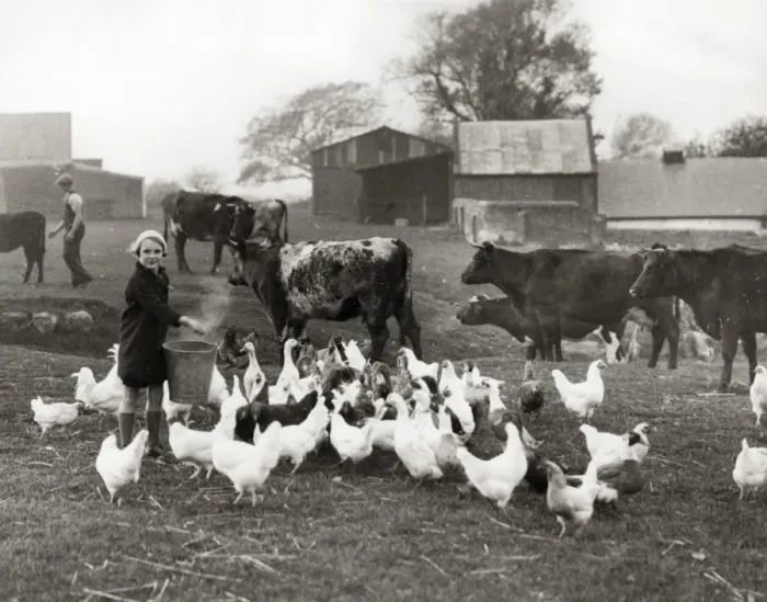 Framed Print : National Childrens Home, Alverstoke - feeding chickens Framed Print : National Childrens Home, Alverstoke - feeding chickens