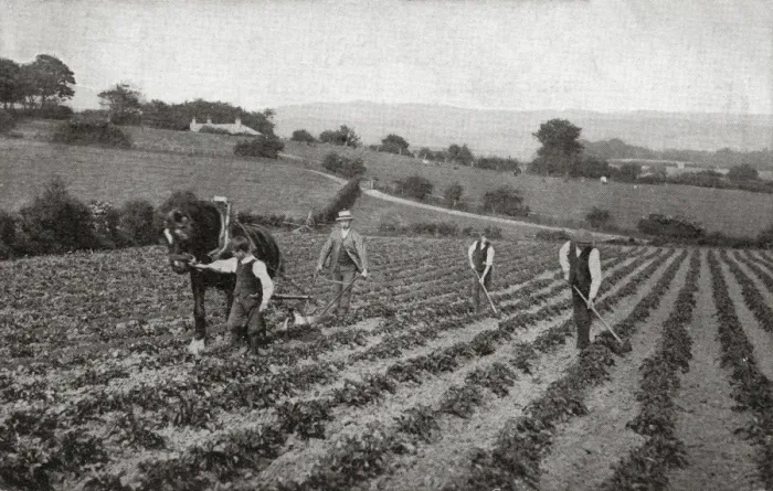 Framed Print : National Childrens Home (NCH), Frodsham - Ploughing Framed Print : National Childrens Home (NCH), Frodsham - Ploughing