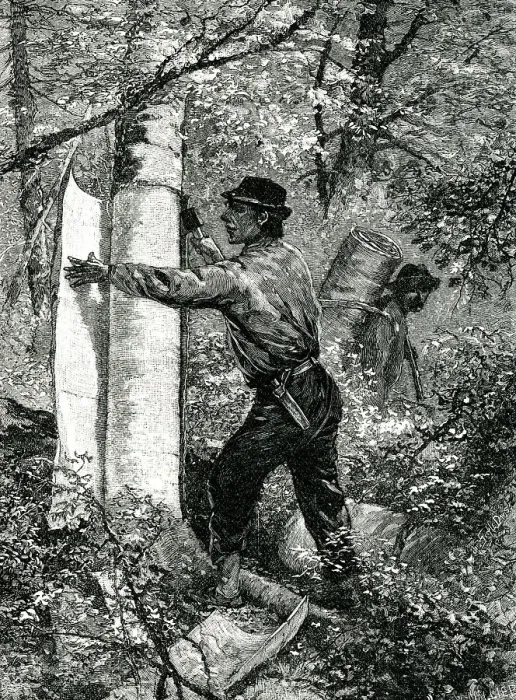 Framed Print : Native American taking tree bark for canoe making Framed Print : Native American taking tree bark for canoe making