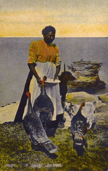 Native Bermudian feeding her flock of turkeys