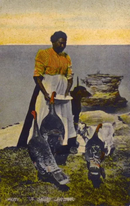 Framed Print : Native Bermudian feeding her flock of turkeys Framed Print : Native Bermudian feeding her flock of turkeys