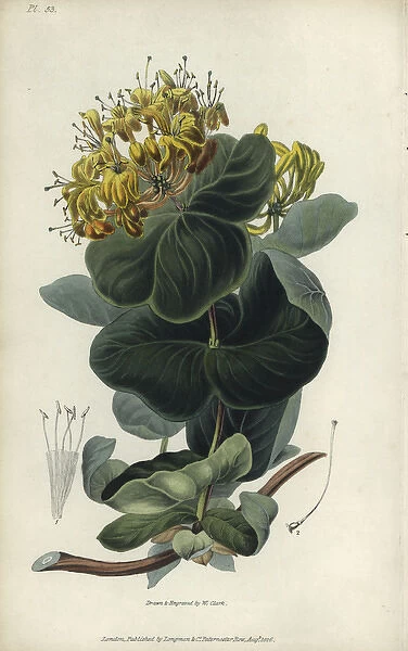 Native yellow honeysuckle, Lonicera flava