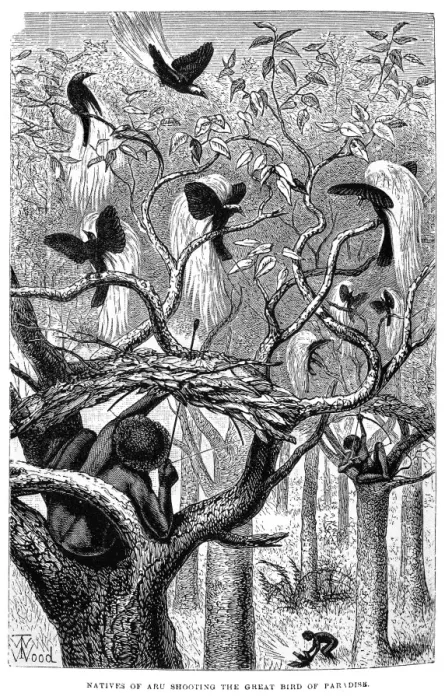 Framed Print : Natives of Aru shooting Paradisaea apoda, greater bird-of-pa Framed Print : Natives of Aru shooting Paradisaea apoda, greater bird-of-pa