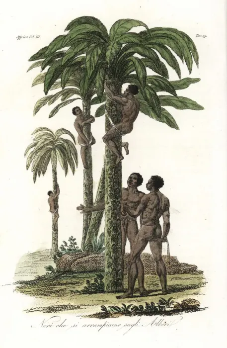 Framed Print : Natives of Guinea climbing trees using slings Framed Print : Natives of Guinea climbing trees using slings