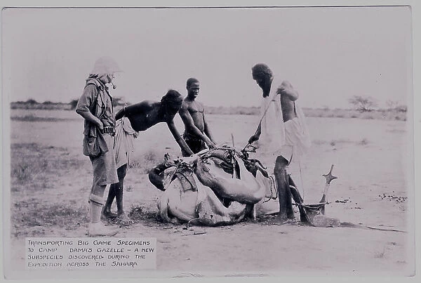 Three natives tying a gazelle carcass for transportation