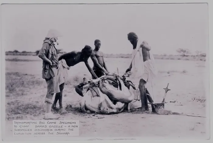 Framed Print : Three natives tying a gazelle carcass for transportation Framed Print : Three natives tying a gazelle carcass for transportation
