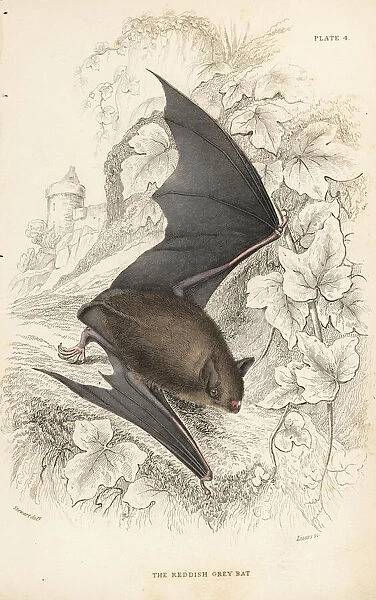 Natterers bat, Myotis nattereri