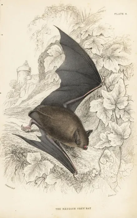 Framed Print : Natterers bat, Myotis nattereri Framed Print : Natterers bat, Myotis nattereri
