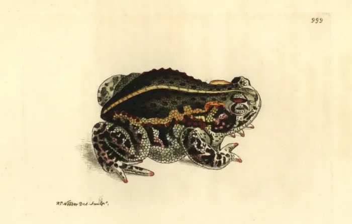 Framed Print : Natterjack toad, Epidalea calamita Framed Print : Natterjack toad, Epidalea calamita