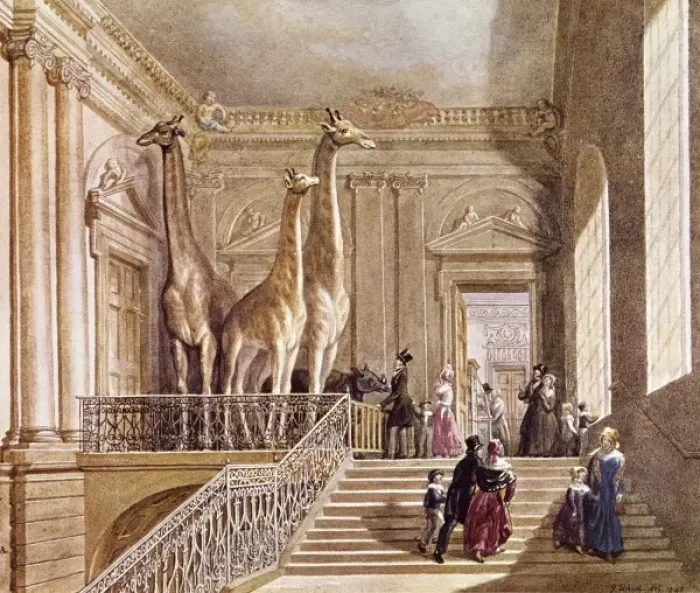 Framed Print : Natural History display at Montagu House Framed Print : Natural History display at Montagu House