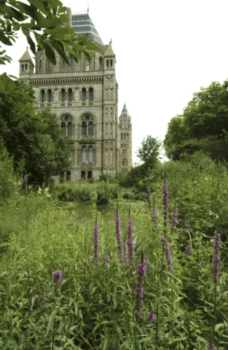 Framed Print : Natural History Museum Pond Framed Print : Natural History Museum Pond