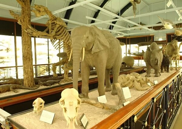 The Natural History Museum at Tring