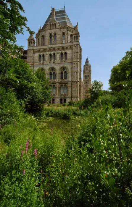 Framed Print : The Natural History Museum Wildlife Garden