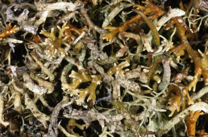 Framed Print : Natural mixture of various lichens on tundra-floor Framed Print : Natural mixture of various lichens on tundra-floor