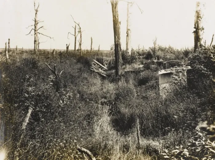 Framed Print : Nature recovers 1917 Framed Print : Nature recovers 1917