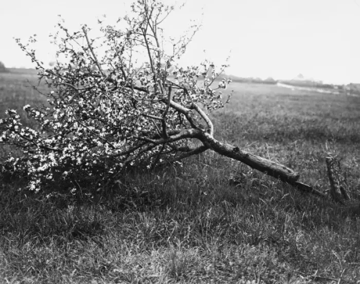 Framed Print : Nature recovers 1917 Framed Print : Nature recovers 1917
