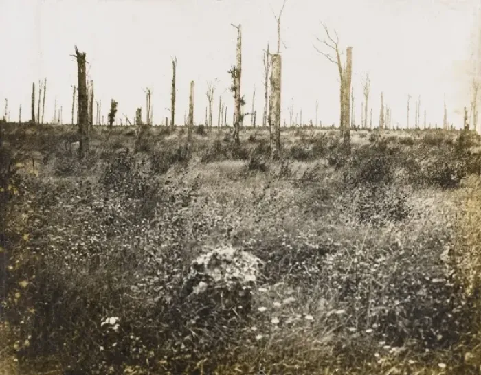 Framed Print : Nature recovers 1917 Framed Print : Nature recovers 1917