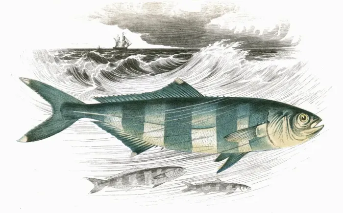 Framed Print : Naucrates ductor, or Pilot Fish Framed Print : Naucrates ductor, or Pilot Fish