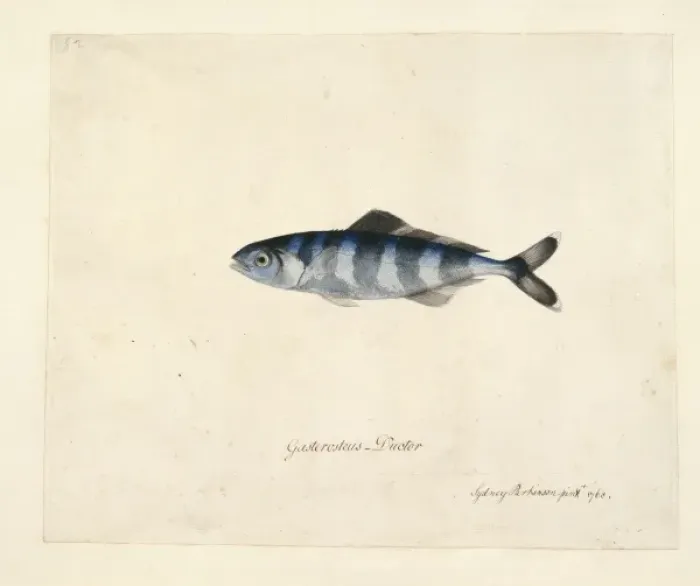 Framed Print : Naucrates ductor, pilotfish Framed Print : Naucrates ductor, pilotfish