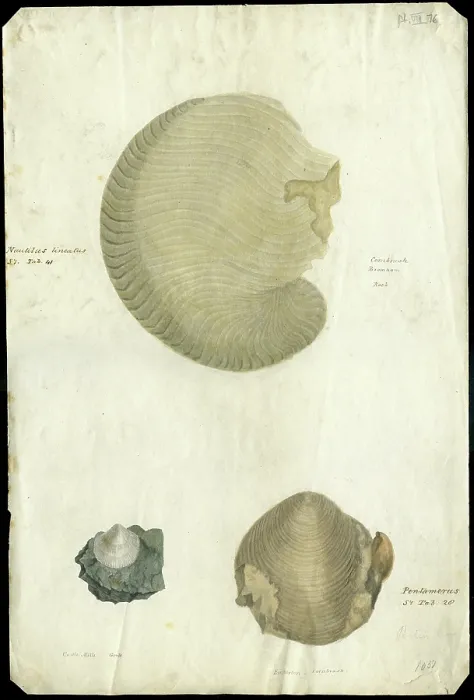 Framed Print : Nautilus and bivalves Framed Print : Nautilus and bivalves