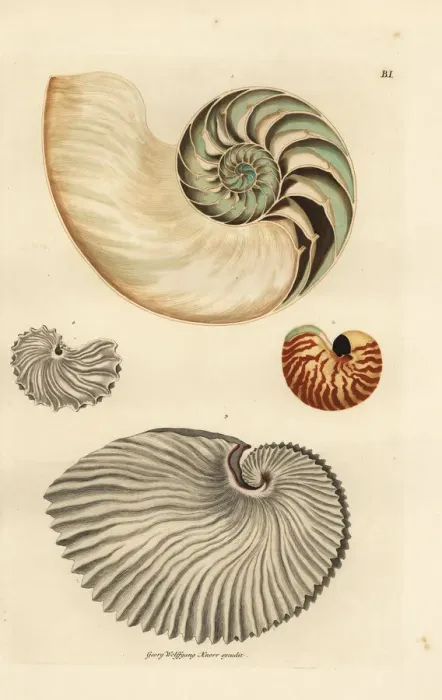 Framed Print : Nautilus, Nautilus pompilius, and greater Framed Print : Nautilus, Nautilus pompilius, and greater