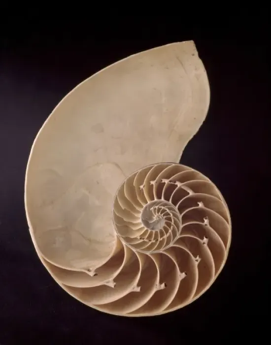 Framed Print : Nautilus pompilius, common nautilus Framed Print : Nautilus pompilius, common nautilus