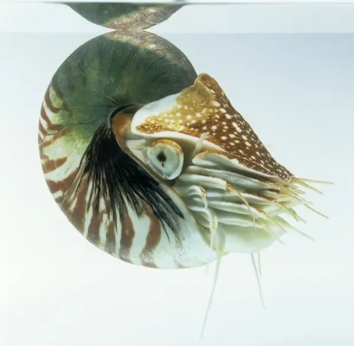 Framed Print : Nautilus pompilius, nautilus Framed Print : Nautilus pompilius, nautilus