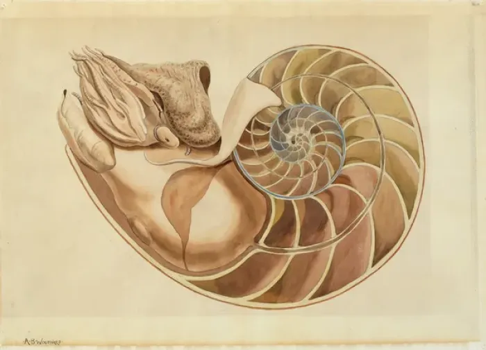 Framed Print : Nautilus sp Framed Print : Nautilus sp