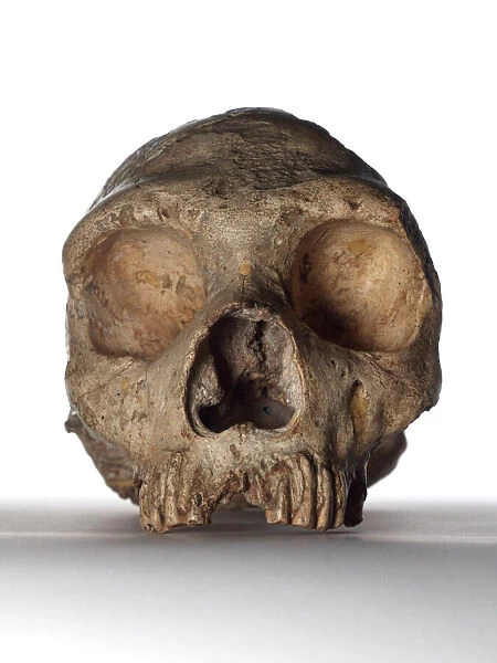 Neanderthal skull. Skull of an adult, female neanderthal