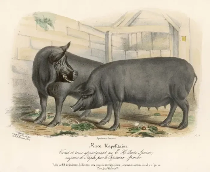 Framed Print : Neapolitan Pigs Framed Print : Neapolitan Pigs