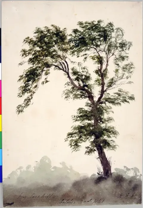 Framed Print : Near Larkhill Study of a Tree Framed Print : Near Larkhill Study of a Tree