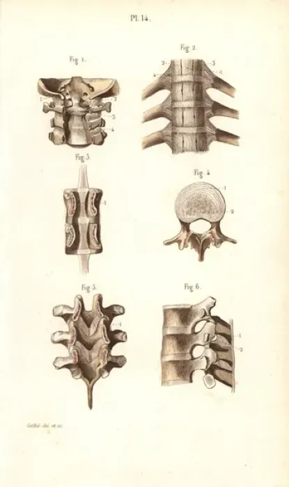 Framed Print : Neck and spinal column Framed Print : Neck and spinal column