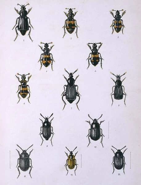Necrophorous, Necrodes & Silpha, beetles