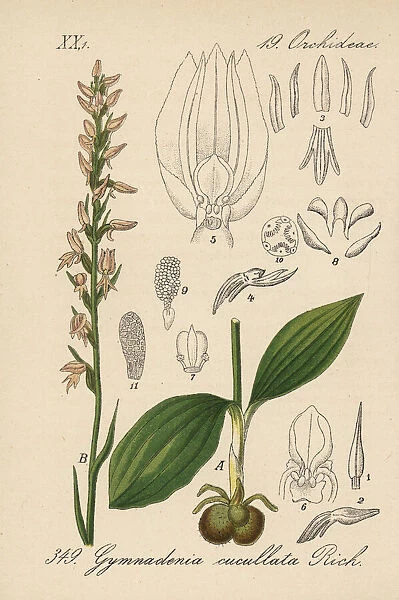 Nectariferous orchid, Neottianthe cucullata