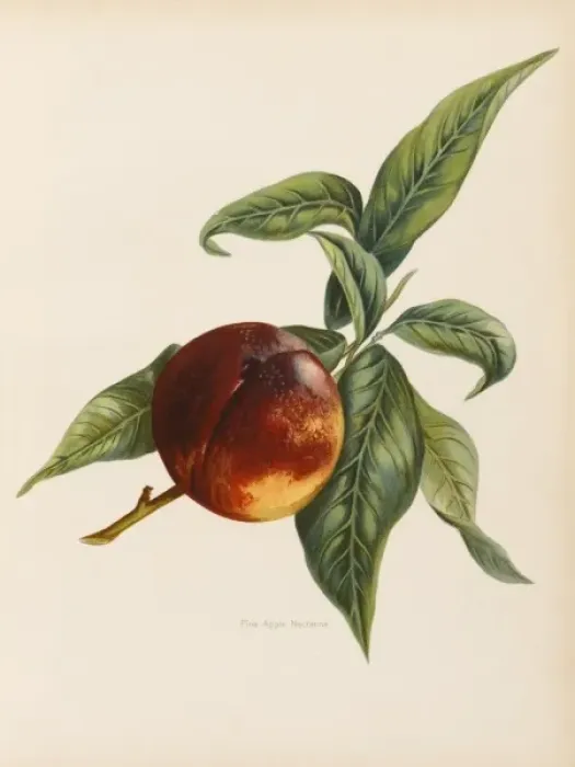 Framed Print : NECTARINE. Pine Apple Nectarine (Hows that for a confusing name !) Framed Print : NECTARINE. Pine Apple Nectarine (Hows that for a confusing name !)