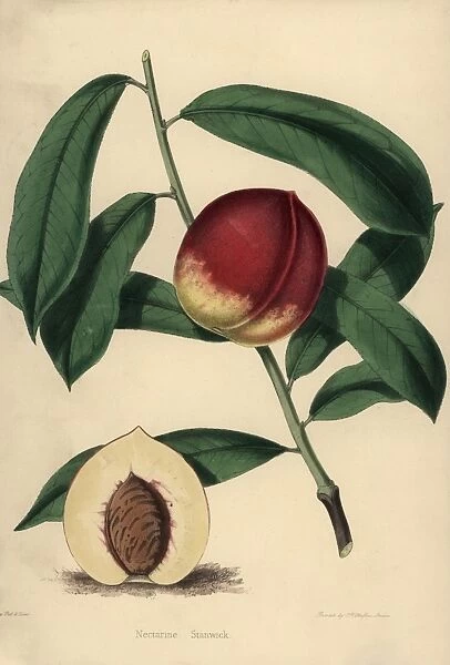 Nectarine cultivar Stanwick, Prunus persica