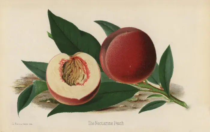 Framed Print : The Nectarine Peach, Prunus persica Framed Print : The Nectarine Peach, Prunus persica