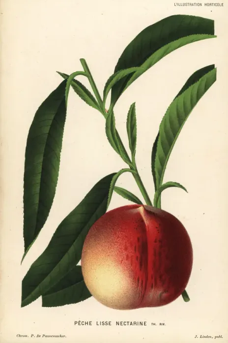 Framed Print : Nectarine peach, Prunus persica Framed Print : Nectarine peach, Prunus persica