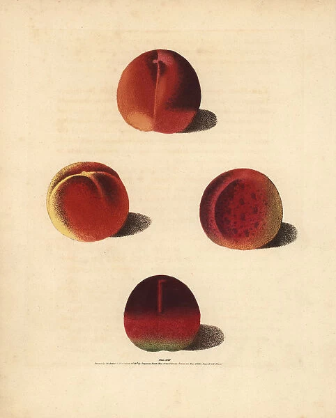 Nectarine varieties, Prunus persica
