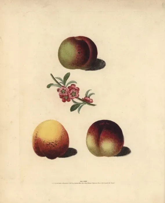 Framed Print : Nectarine varieties, Prunus persica Framed Print : Nectarine varieties, Prunus persica