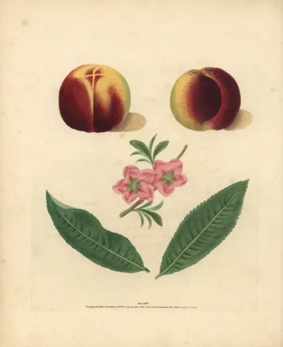 Framed Print : Nectarine varieties, Prunus persica Framed Print : Nectarine varieties, Prunus persica