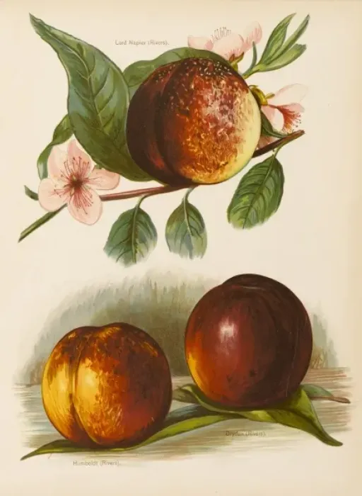 Framed Print : NECTARINES Framed Print : NECTARINES