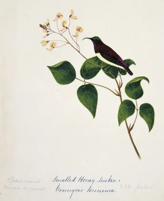 Framed Print : Nectarinia minima, crimson-backed sunbird Framed Print : Nectarinia minima, crimson-backed sunbird