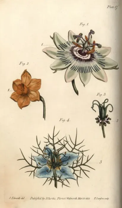 Framed Print : Nectarium of the passionflower 1, daffodil Framed Print : Nectarium of the passionflower 1, daffodil