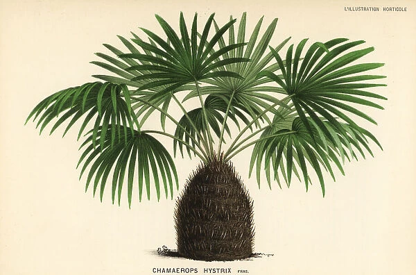 Needle palm, Rhapidophyllum hystrix
