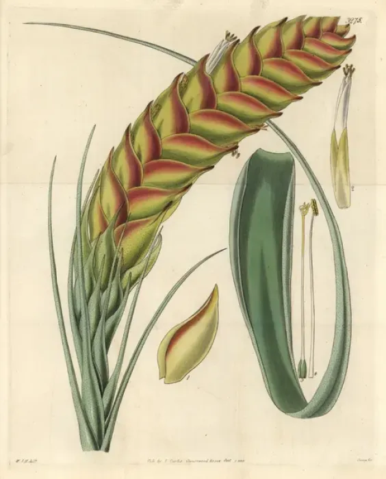 Framed Print : Needleleaf airplant, Tillandsia setacea Framed Print : Needleleaf airplant, Tillandsia setacea