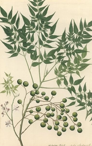 Neem Tree. Illustration of a Neem Tree held in the Botany Library a the